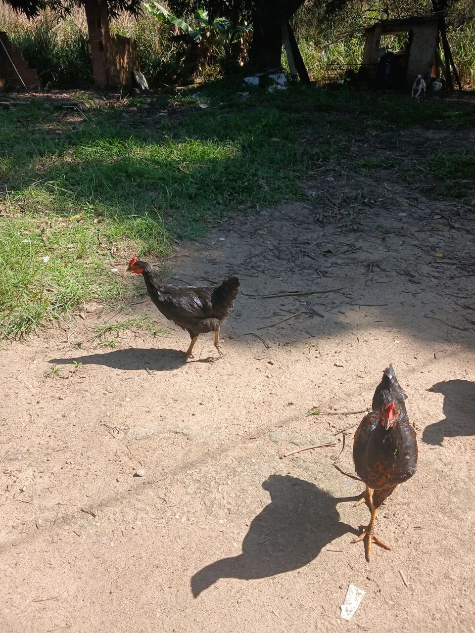 Frangos 