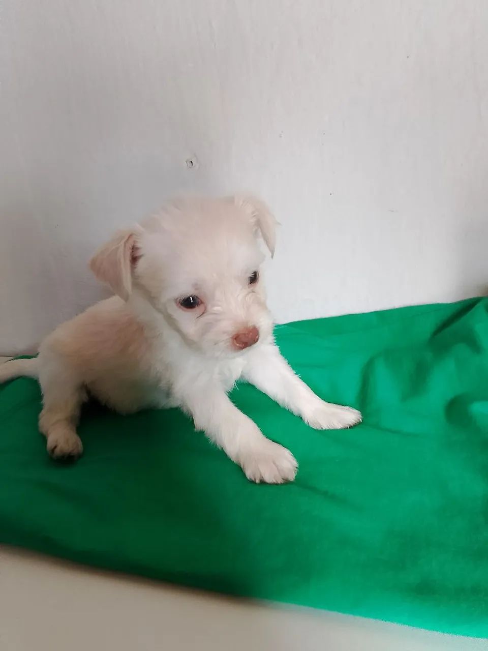 Vendo poodle toy  - Foto 2