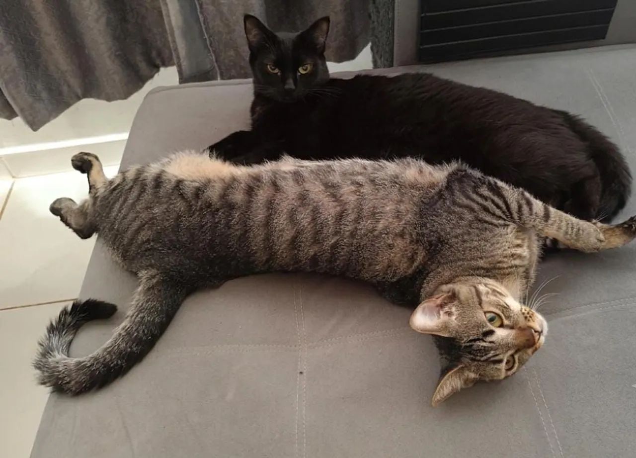 Doa-se 2 gatinhos