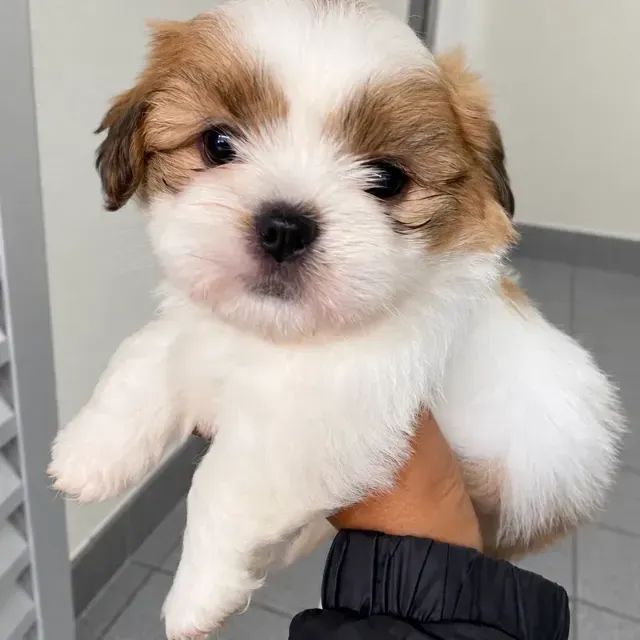 Doando o Téu