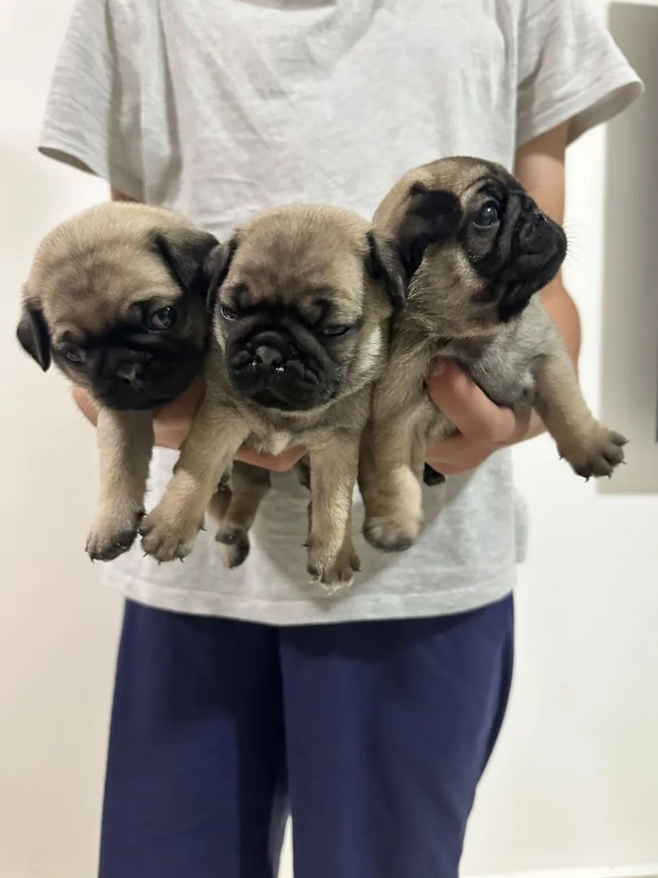 Pug filhote  - Foto 4