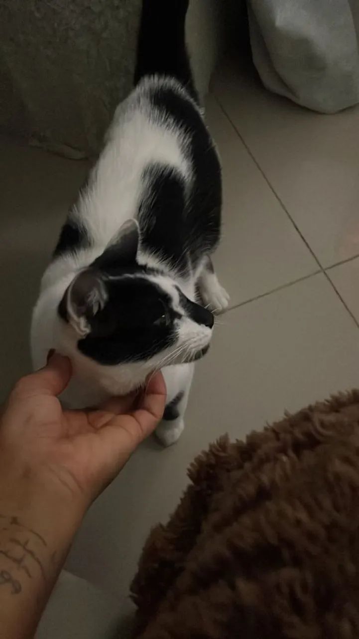 Gatinha castrdada para adoção responsável  - Foto 5