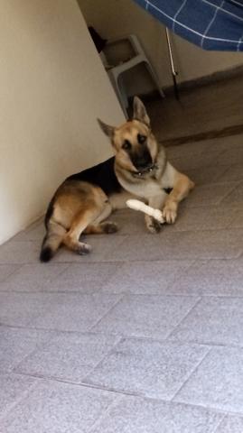 Procura-se uma namorada linda, mesma raça e que seja tambem pastor pura!