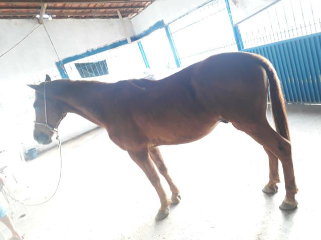 Vendo potro quarto de milha - Foto 3