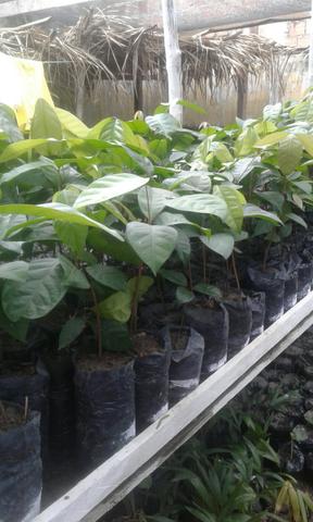 Vendo mudas de Andiroba cafe e guarana 8,00 a unidade - Foto 2