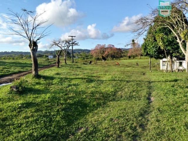 Fazenda plana, completa com 564 Hectares. Produção de Cacau e gado - Foto 11