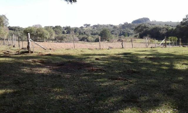 Ótim chácara geradora de rendimentos com 08 ha. - Foto 10