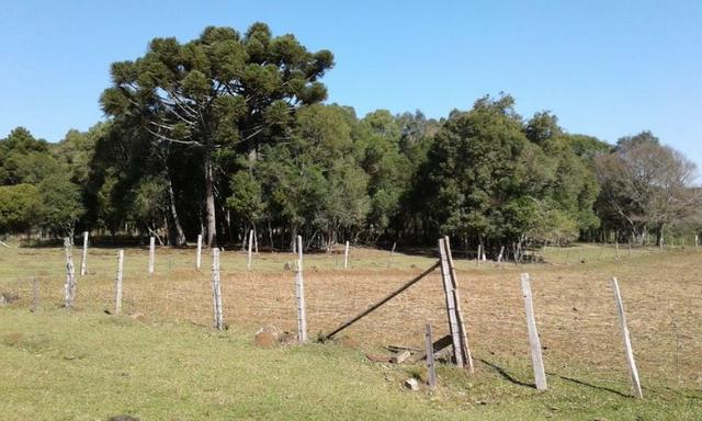 Ótim chácara geradora de rendimentos com 08 ha. - Foto 11