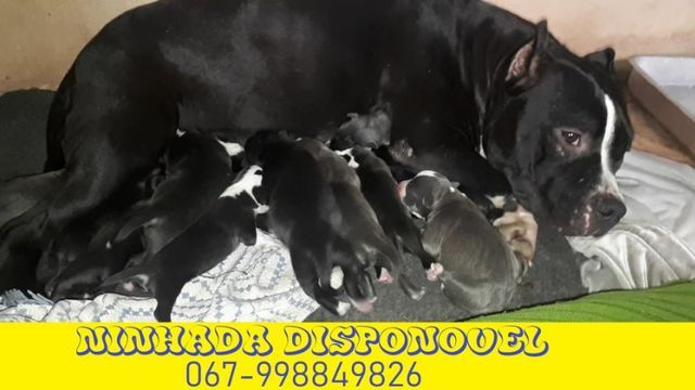 American Bully - Foto 5