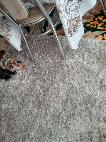 Vendo filhote de Yorkshire micro mini reserva já o seu pet - Foto 5