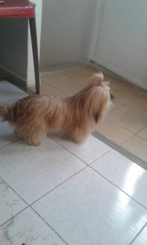 Procura-se namorada para Lhasa apso