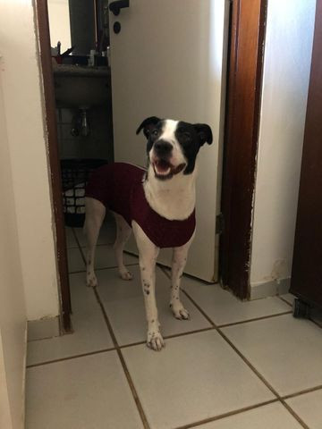 Roupa pós cirúrgica pet med cachorro tamanho 8 - Foto 2