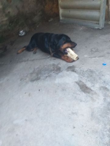 Cachorra a procura de namorado - Foto 3