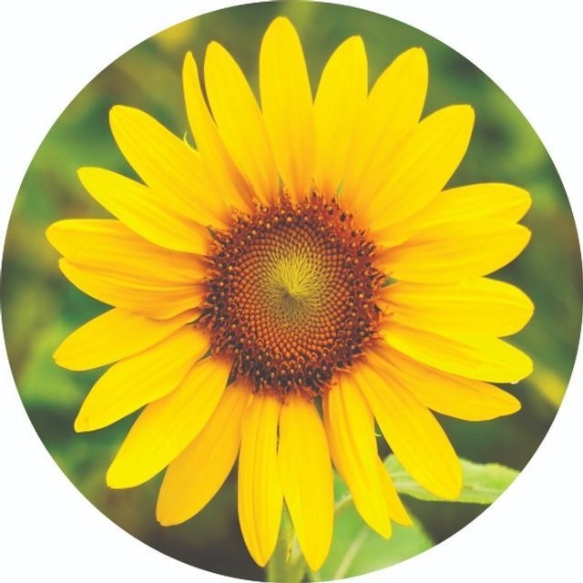 Adesivos decorativos - Foto 4