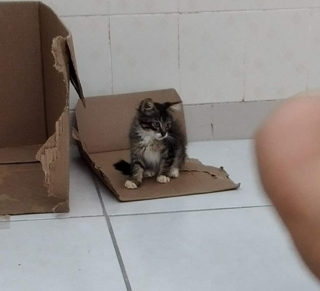 Doação urgente dois gatinhos - Foto 3