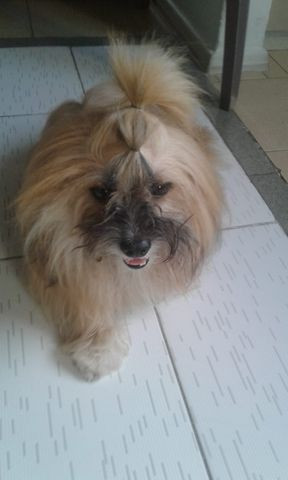 Procura-se namorada para Lhasa apso - Foto 4