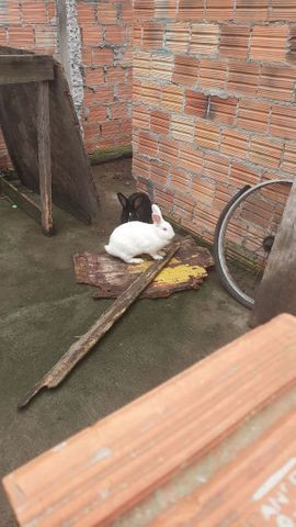 Porquinho da india - Foto 2