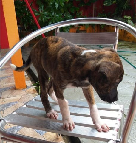 Cão para doação
