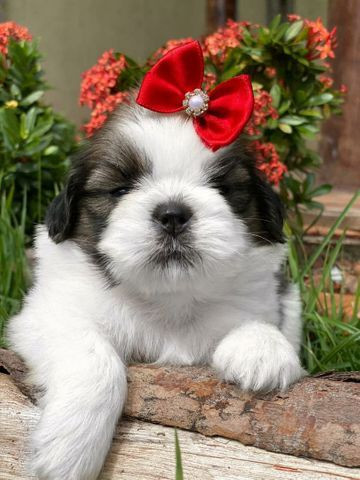 Microchipados Atestado de Saúde e Pedigree grátis Shih Tzu - Foto 3