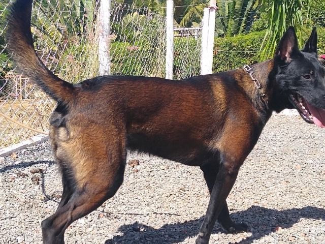 Pastor Belga de Malinois