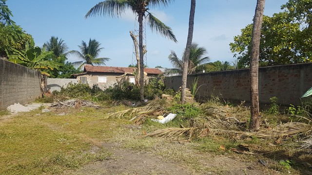 Poda de árvores limpeza de coqueiro e remoção de árvores  - Foto 4