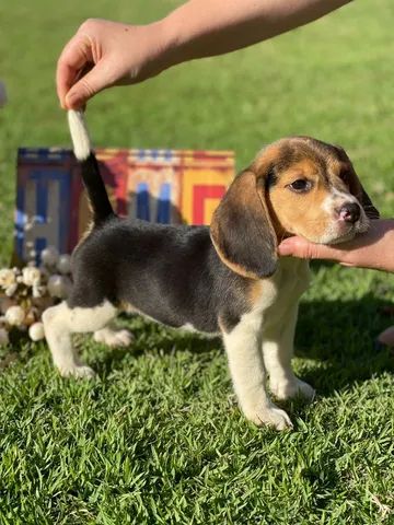 Progenitores Filhotes Beagles  - Foto 3