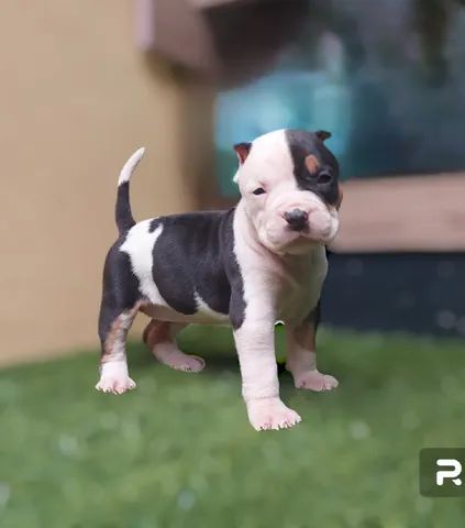 The American XL Bully is a monster created by the internet - New