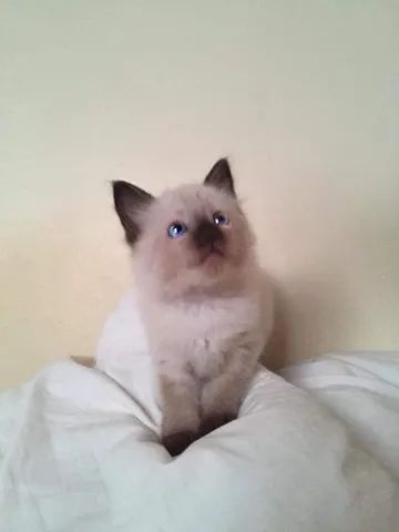 Majestic*Filhotes Disponíveis*Olhos azuis*2 meses*Fotos Reais*Filhote Siamês*Pais no local - Foto 2