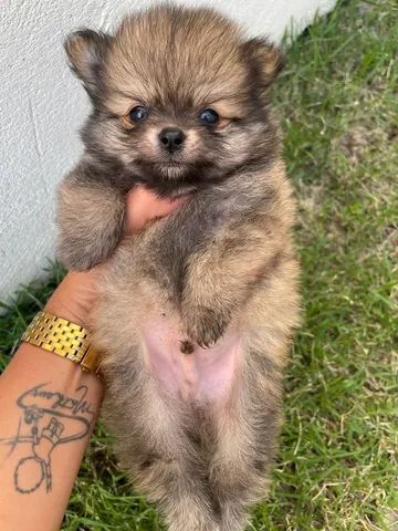 Lulu da Pomerânia 