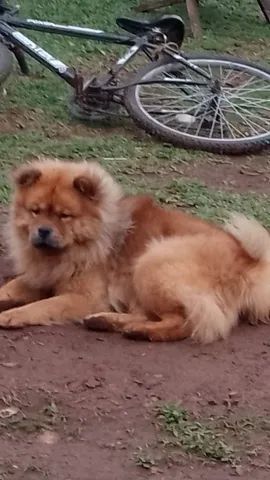 Filhotes de chow chow  - Foto 6