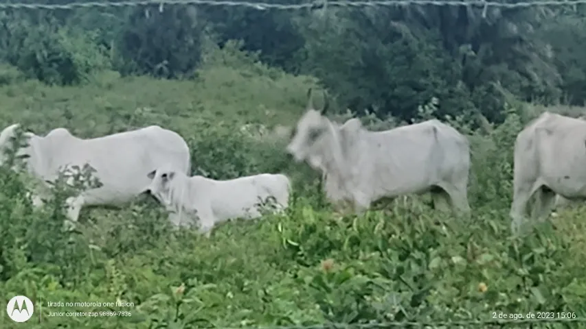 125 hectares com 100 hectares de pasto, há 184 km de Belém 
