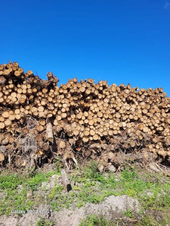 Eucalipto madeira para geração de energia  - Foto 3
