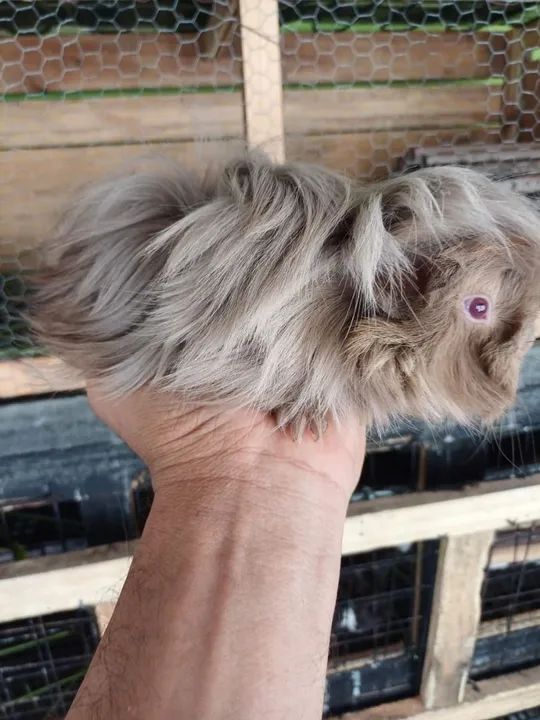 Porquinho da Índia fêmea  - Foto 4