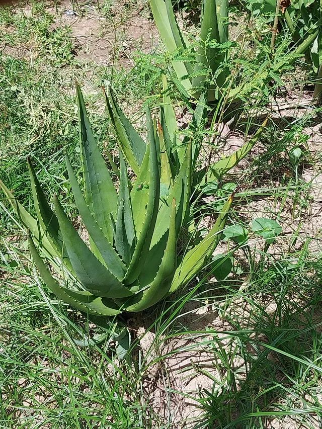 BABOSA MEDICINAL - Foto 3