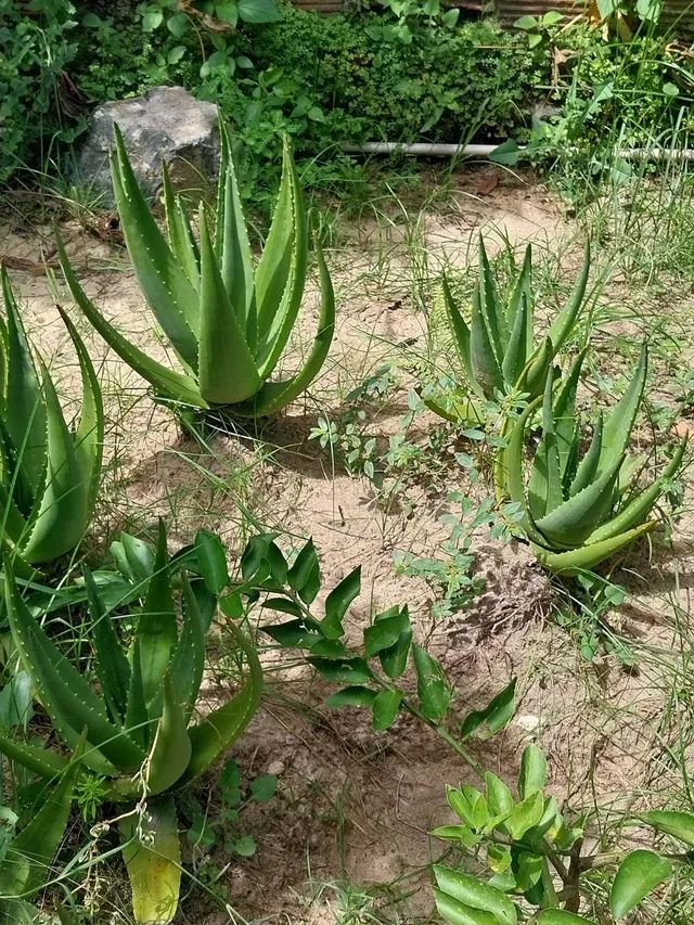 BABOSA MEDICINAL - Foto 5