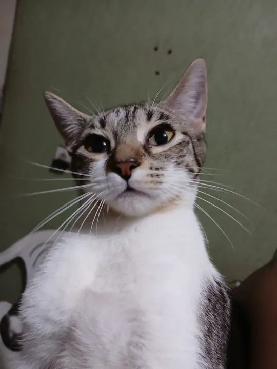 Gatinhas - Doação  - Foto 4