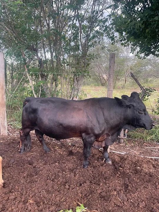 Mini boi ( lindo )  - Foto 2