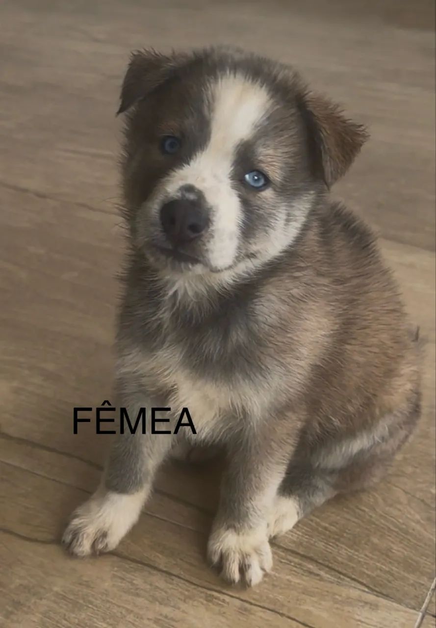 Vendo filhote de husky com border collie  - Foto 6