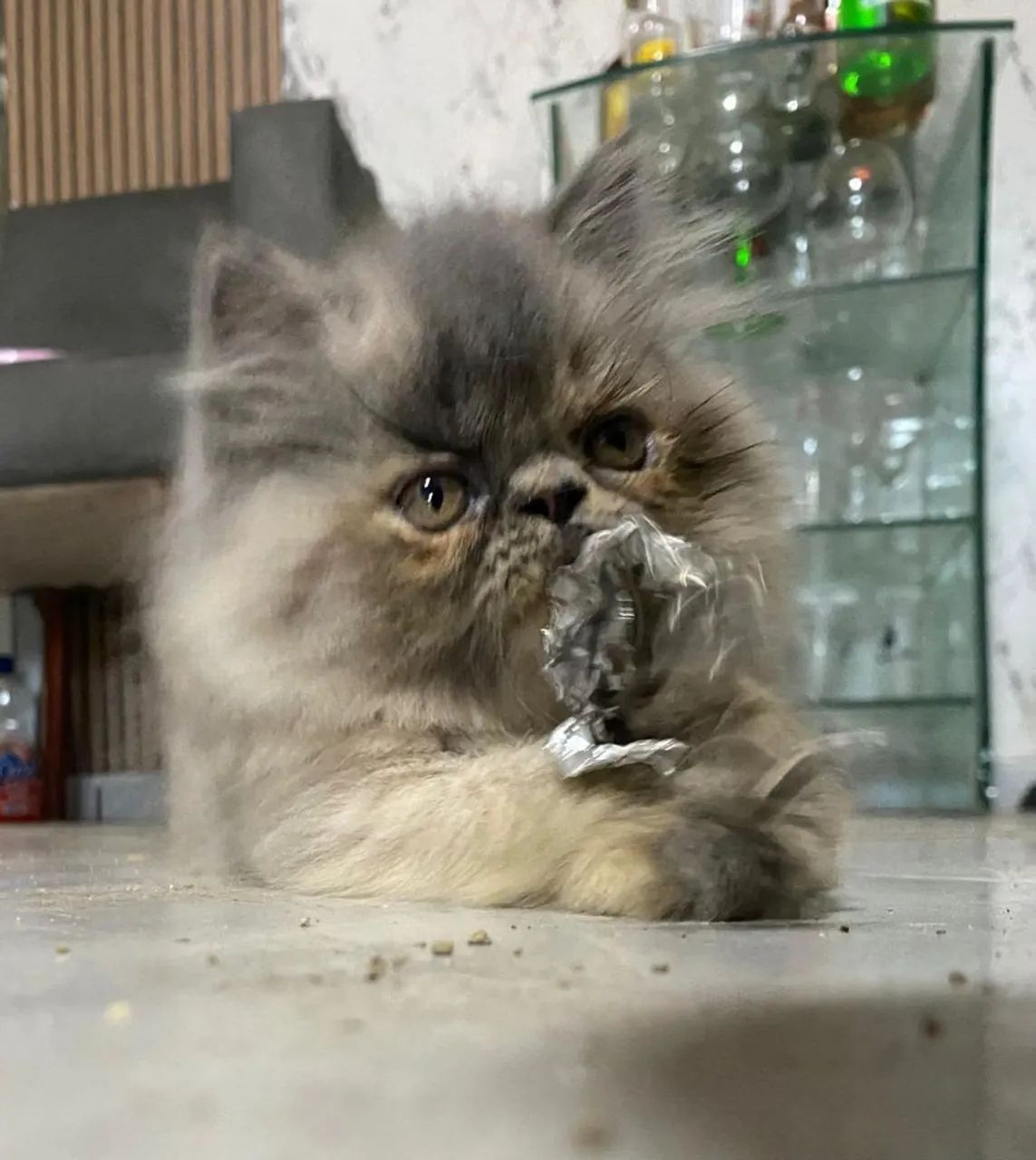 Vendo lindos filhotes de gatos persa 