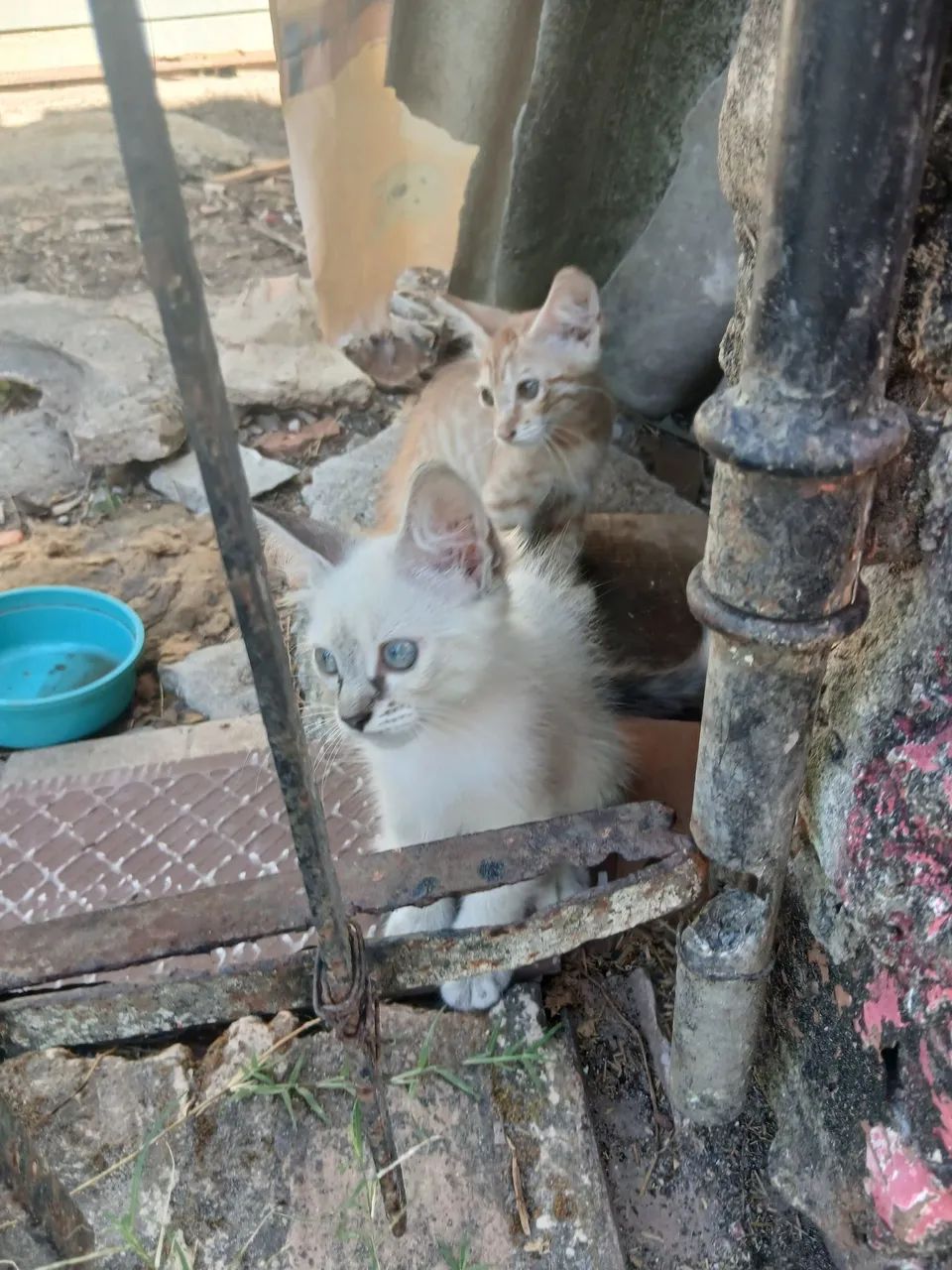 Gatinha para Adoção  - Foto 3