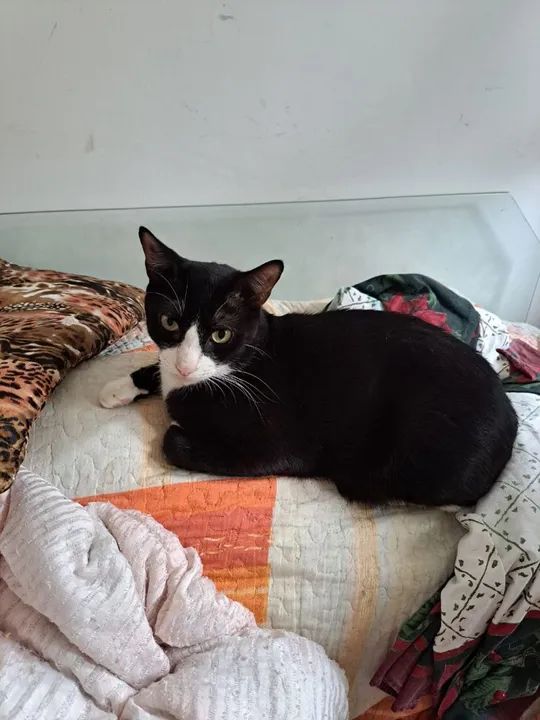 gato macho preto e branco