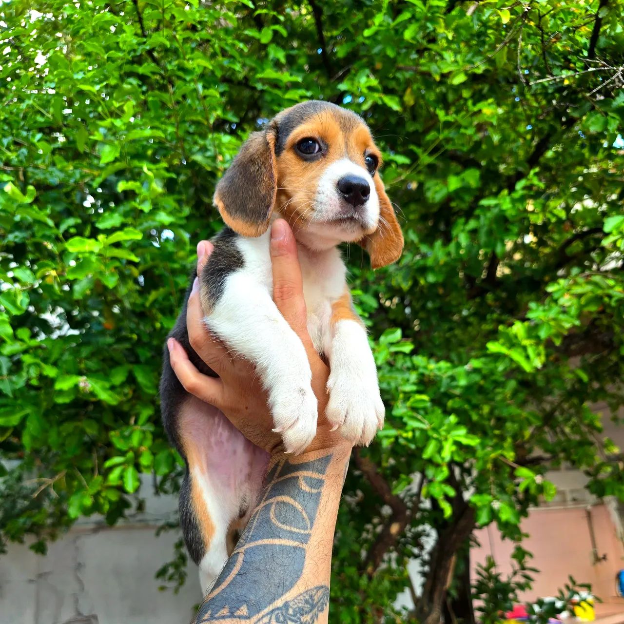 Filhotes de Beagle 13 POLEGADAS, OS MENORES QUE EXISTEM