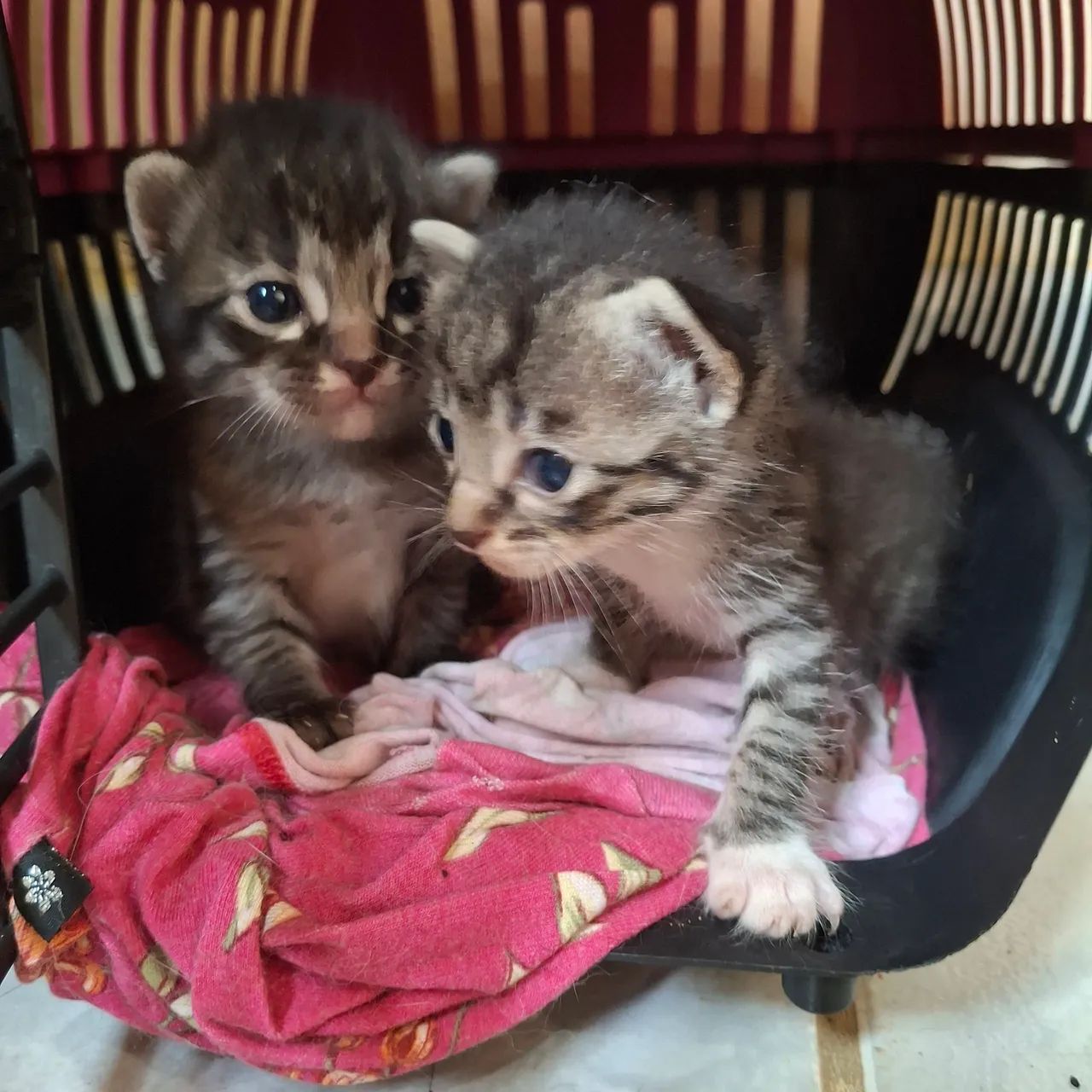 4 gatinhas fofinhas para adoção - Foto 2