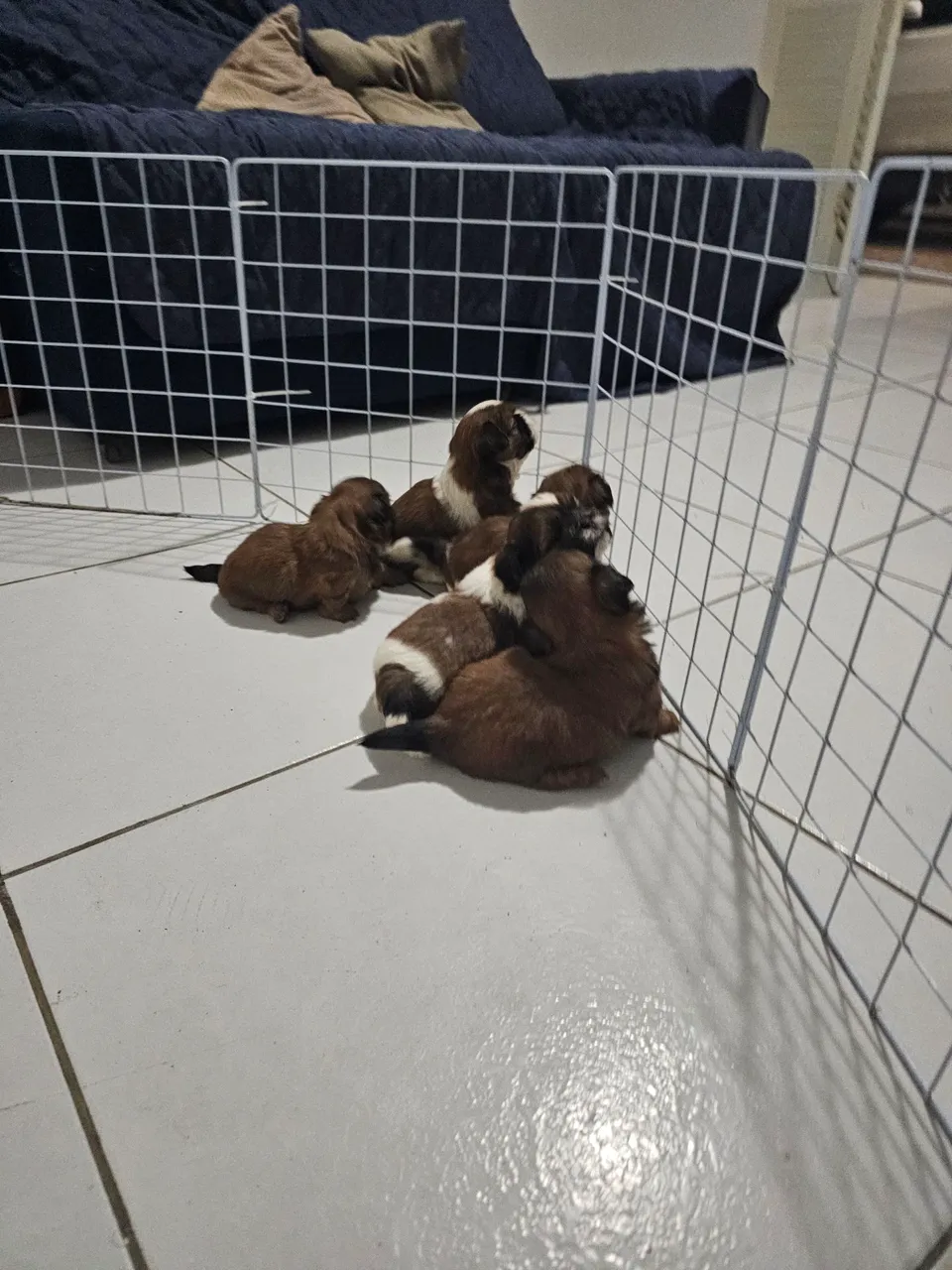 Filhotes Shih Tzu à venda