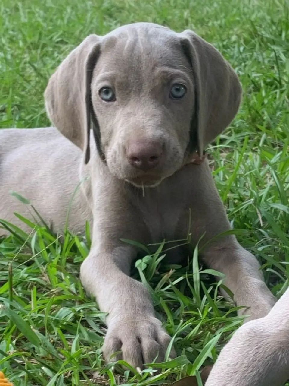  Weimaraner com 55 dias !