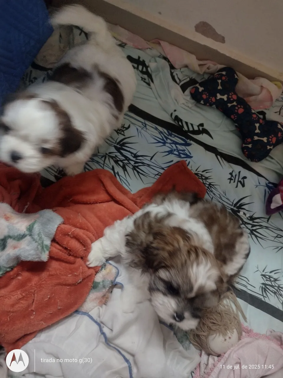 Filhotes Shih Tzu Lindos e Fofinhos são dois machos 