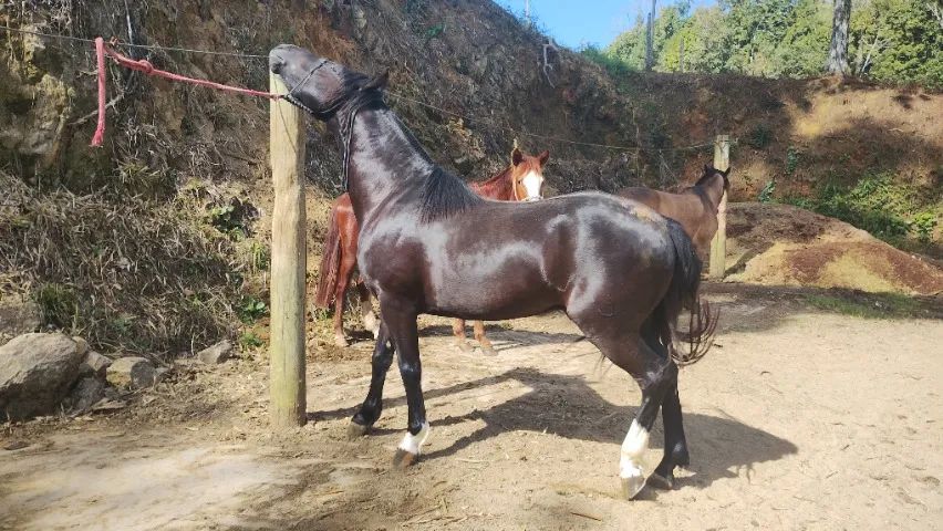 Cavalo crioulo com documento  - Foto 3