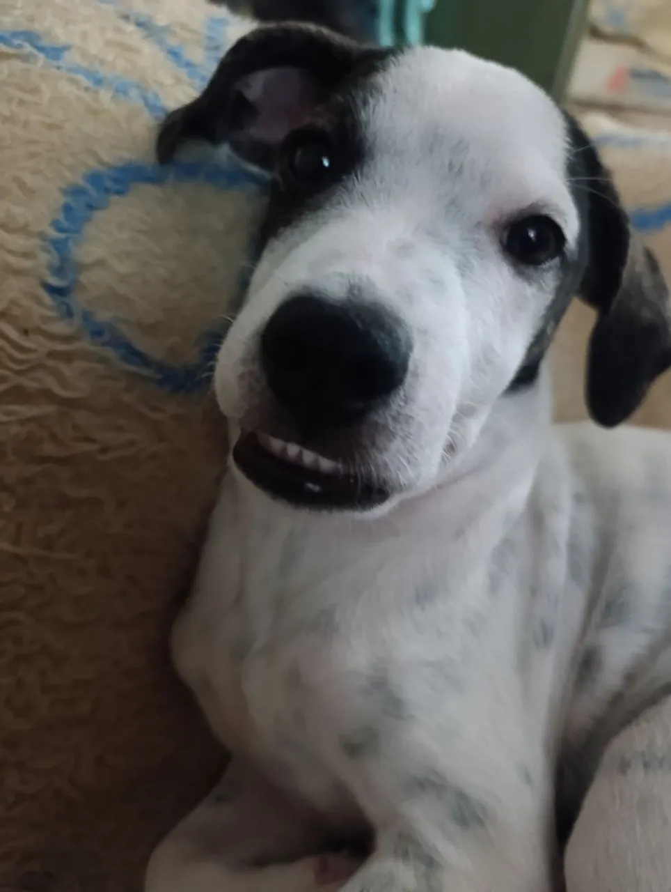Filhote de cachorro adorável para adoção!