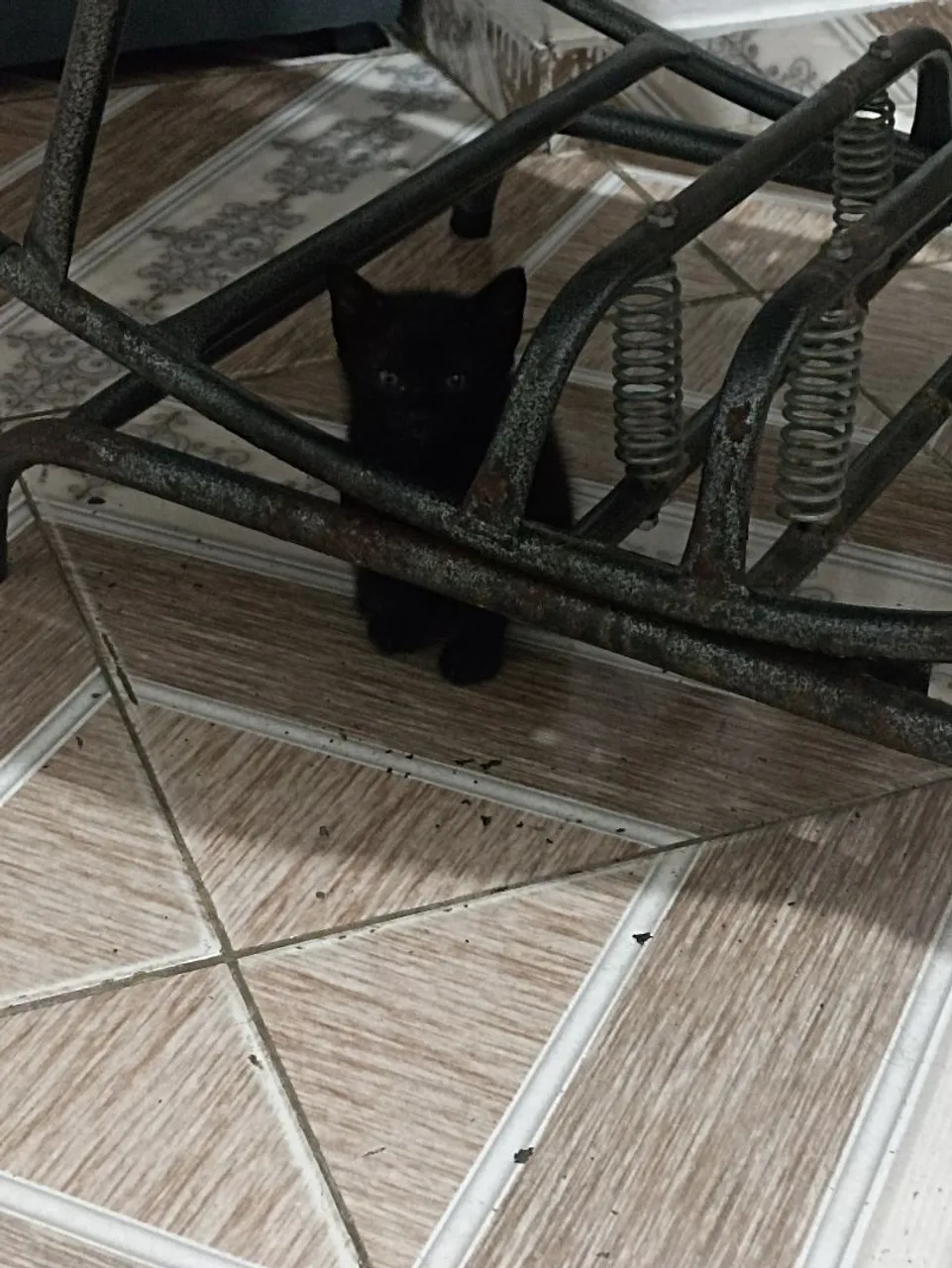 Gatinha preta para adoção fêmea