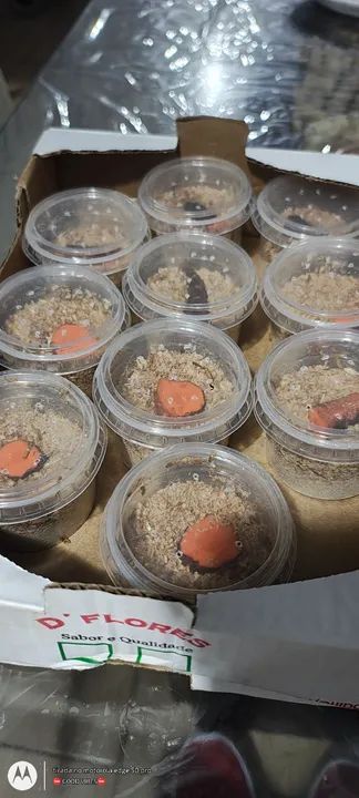 Tenebrios Molitores Cada 